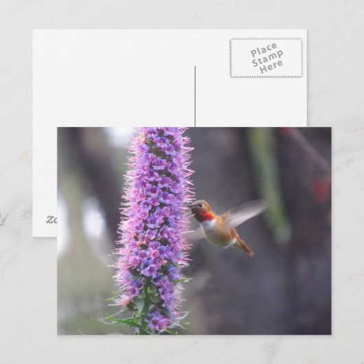 Fijne kolibrie briefkaart (Voorkant / Achterkant)