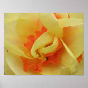 Fijne Narcissenprint Poster