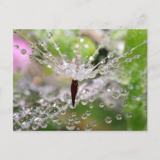 Fijne Paardenbloem Abstract Briefkaart (Voorkant)