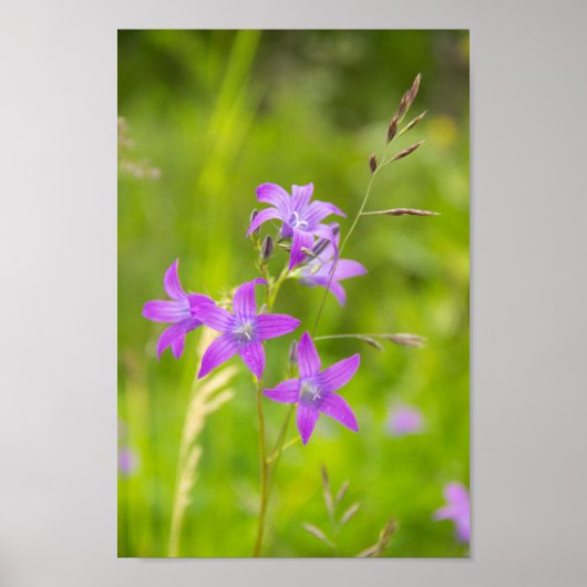 Fijne paarse bloemen in het veld poster (Voorkant)