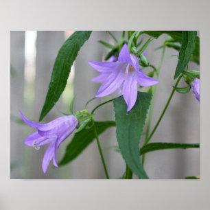 Fijne Paarse leliebloemen Poster