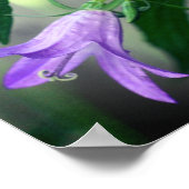 Fijne Paarse leliebloemen Poster (Hoek)