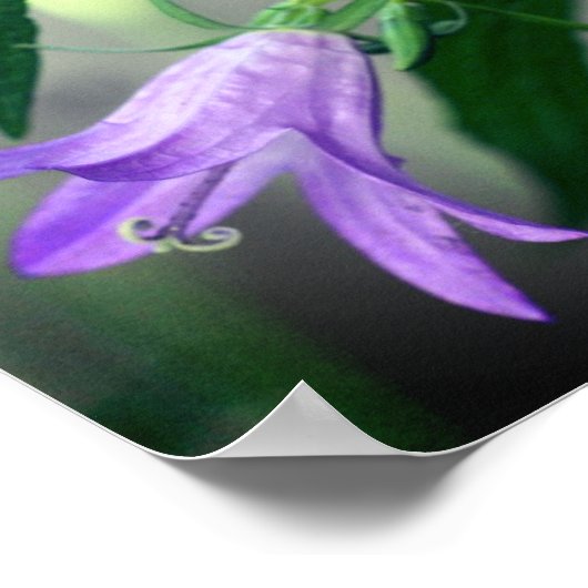 Fijne Paarse leliebloemen Poster (Hoek)