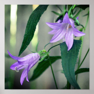 Fijne Paarse leliebloemen Poster