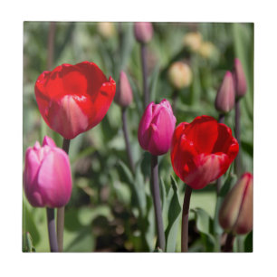 Fijne rode en paarse tulpen tegeltje