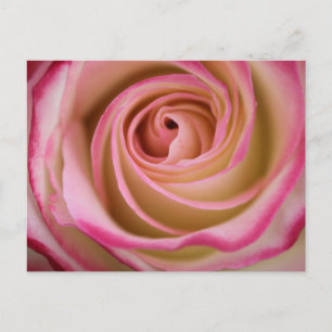 Fijne Roos Petal Spiral Briefkaart