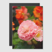 Fijne roze bloem na de regen (Voorkant / Achterkant)