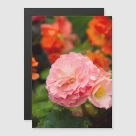 Fijne roze bloem na de regen