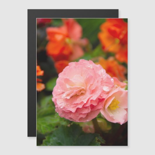 Fijne roze bloem na de regen (Voorkant / Achterkant)