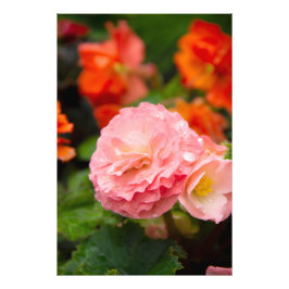 Fijne roze bloem na de regen foto afdruk