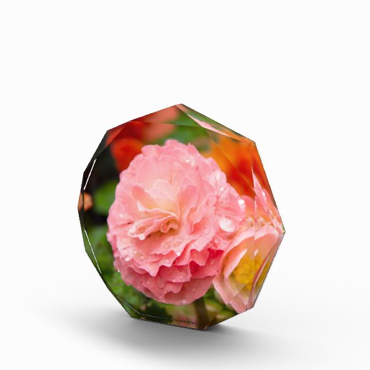 Fijne roze bloem na de regen fotoblokken (Rechts)