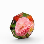 Fijne roze bloem na de regen fotoblokken (Links)