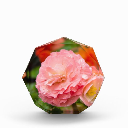 Fijne roze bloem na de regen fotoblokken (Voorkant)