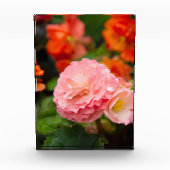 Fijne roze bloem na de regen fotoblokken (Voorkant)