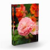 Fijne roze bloem na de regen fotoblokken (Links)