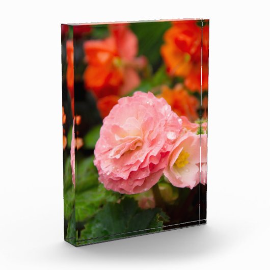 Fijne roze bloem na de regen fotoblokken (Links)