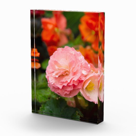 Fijne roze bloem na de regen fotoblokken (Rechts)