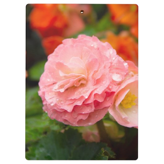 Fijne roze bloem na de regen klembord (Achterkant)