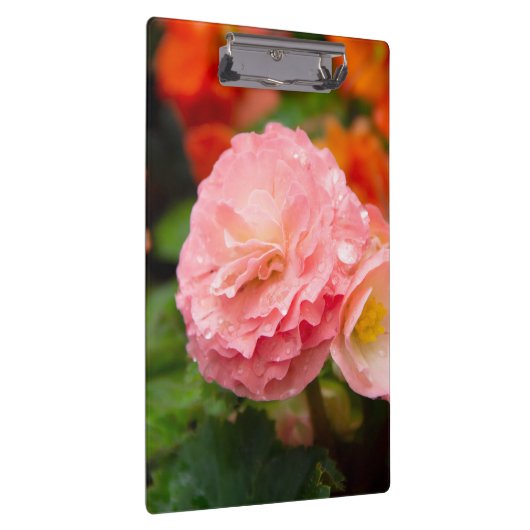 Fijne roze bloem na de regen klembord (Rechts)