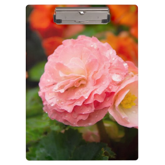 Fijne roze bloem na de regen klembord (Voorkant)