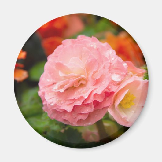 Fijne roze bloem na de regen magneet (Voorkant)