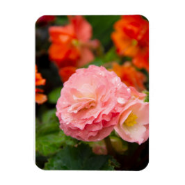Fijne roze bloem na de regen magneet