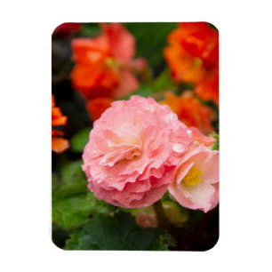 Fijne roze bloem na de regen magneet