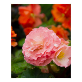 Fijne roze bloem na de regen perfect poster