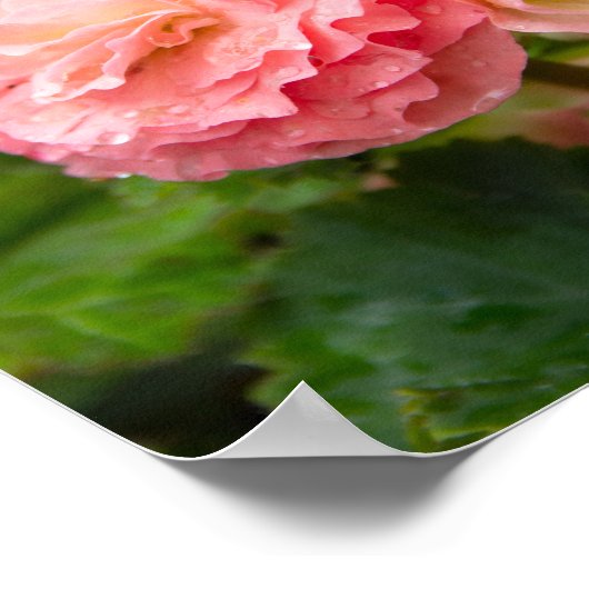 Fijne roze bloem na de regen poster (Hoek)