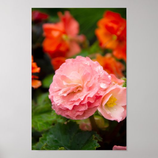 Fijne roze bloem na de regen poster (Voorkant)