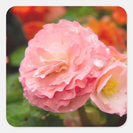 Fijne roze bloem na de regen vierkante sticker (Voorkant)