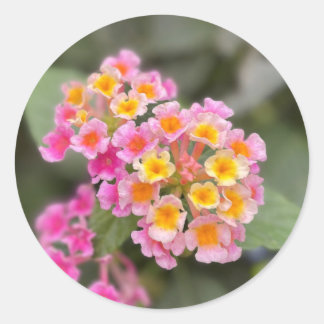 Fijne roze en oranje bloemstickers ronde sticker