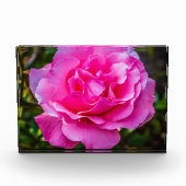 Fijne roze roze roos. fotoblokken (Voorkant)