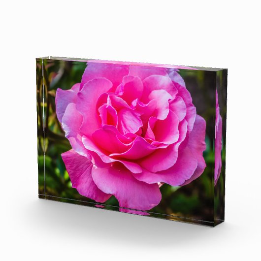 Fijne roze roze roos. fotoblokken (Rechts)