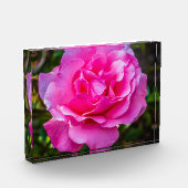 Fijne roze roze roos. fotoblokken (Links)