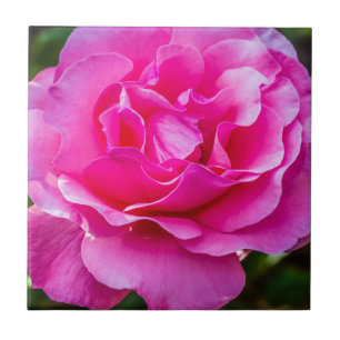 Fijne roze roze roos. tegeltje