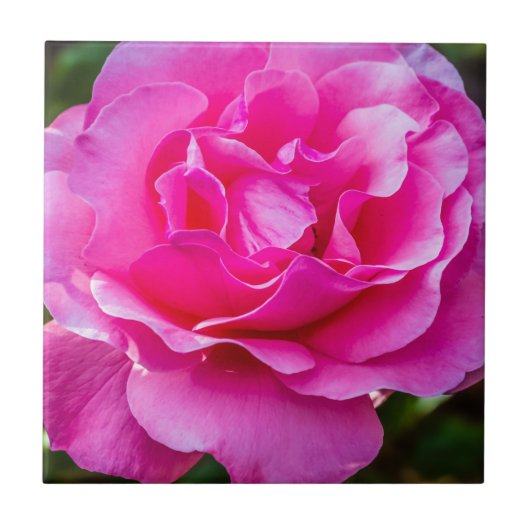 Fijne roze roze roos. tegeltje (Voorkant)