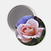 Fijne Rozen magneet (Voorkant / Achterkant)