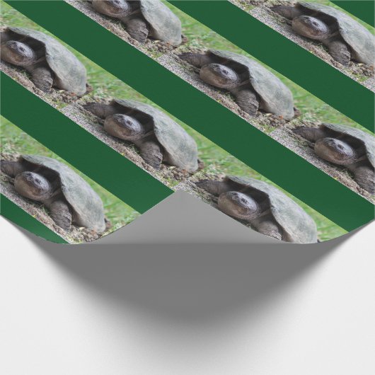 Fijne snuifschildpad — Verpakkingspapier Cadeaupapier (Hoek)