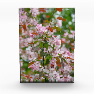 Fijne tak met bloemen appelboom fotoblokken