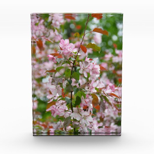 Fijne tak met bloemen appelboom fotoblokken (Voorkant)