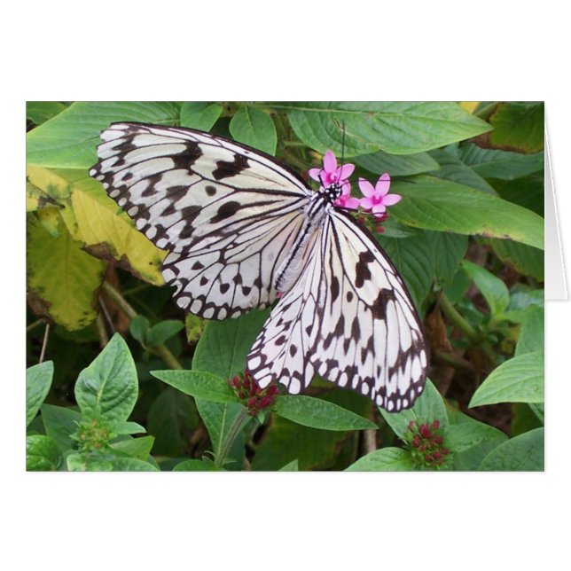 Fijne vertraging 1 (Voorkant Horizontaal)