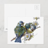 Fijne  vogels briefkaart (Voorkant / Achterkant)