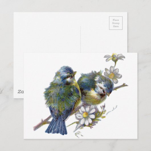 Fijne  vogels briefkaart (Voorkant / Achterkant)