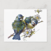 Fijne  vogels briefkaart (Voorkant)