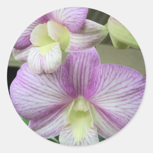 Fijne witte en paarse orchidee op een sticker (Voorkant)