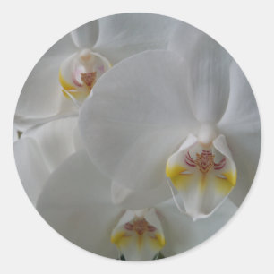Fijne witte orchidee op een vel stickers