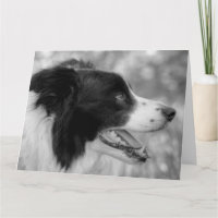 Fijne Woef Dag Border Collie Hond Verjaardag