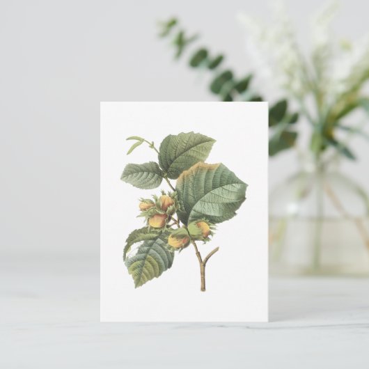 filbert (Corylus maxima) van Redouté Briefkaart (Staand voorkant)