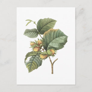filbert (Corylus maxima) van Redouté Briefkaart